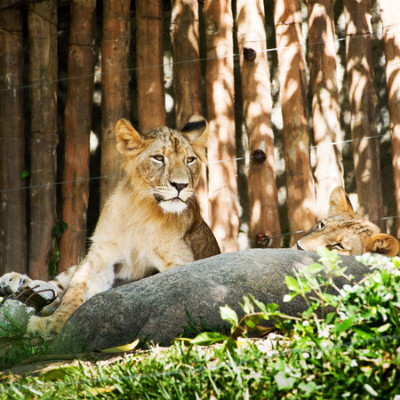 Lion the king