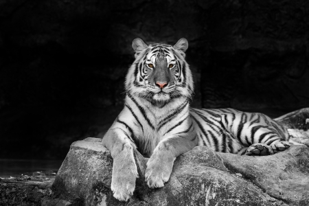 white tigerの写真素材