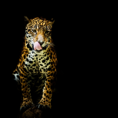 Leopard portraitの写真素材