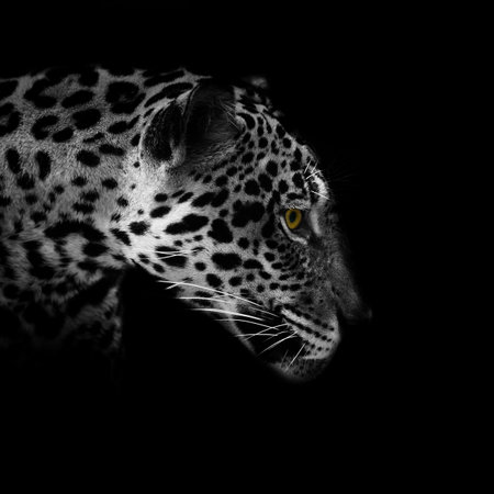 Leopard portrait