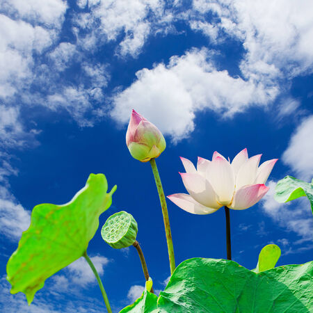 lotus flower blue skyの写真素材