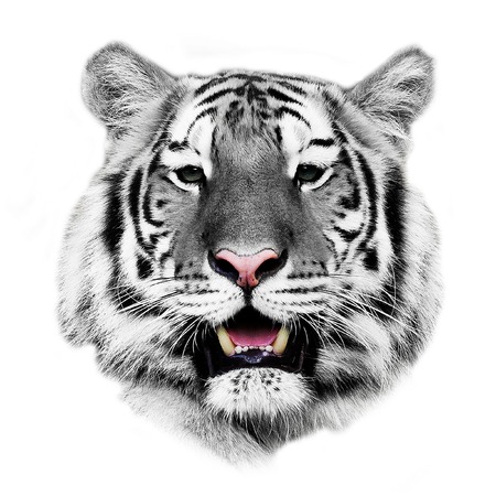 white tigerの写真素材