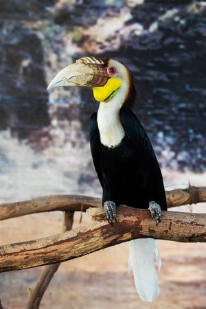 Wreathed Hornbill  Aceros Undulatus ,Bali - Indonesiaの写真素材