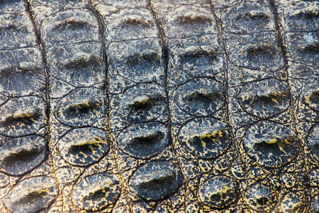 Crocodile skin textureの写真素材