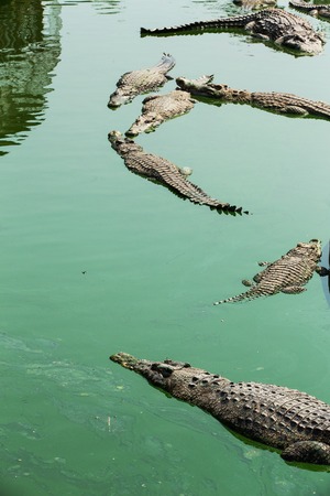 Crocodileの写真素材