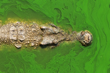 Crocodileの写真素材