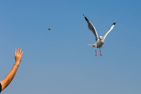flying seagulls in action at Bangpoo Thailandの写真素材