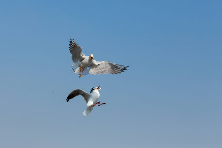 flying seagulls in action at Bangpoo Thailandの写真素材