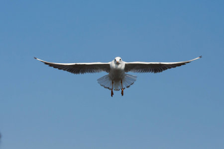 flying seagulls in action at Bangpoo Thailand