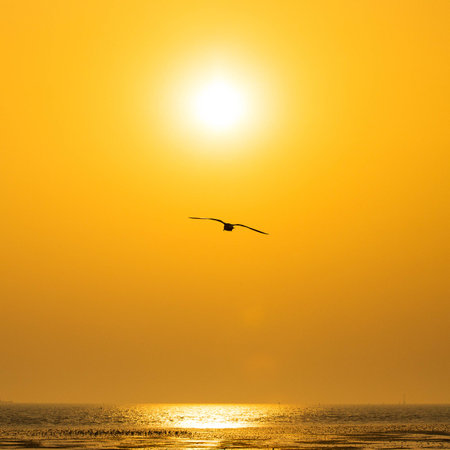 Tranquil scene with seagull flying at sunsetの写真素材