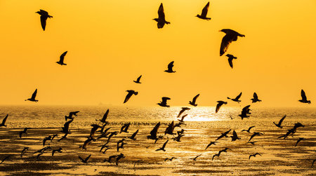 Tranquil scene with seagull flying at sunsetの写真素材