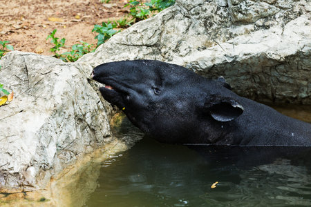Brazilian tapir, Tapirus terrestris, in water in Brazil