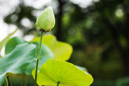 Lotus flower beautiful lotus の写真素材