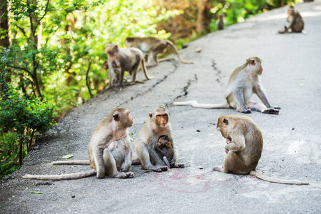 monkey familyの写真素材