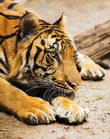 tiger close up