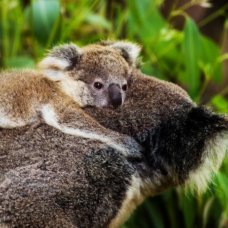 koala bear in the zooの写真素材