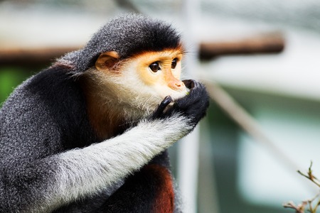 Red-shanked Douc  Pygathrix nemaeus の写真素材