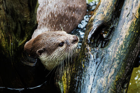 beautiful Smooth-coated Otter  Lutrogale perspicillata  living in Thai forestの写真素材