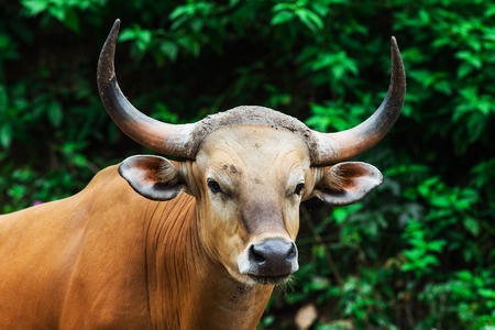 Bison Open Zooの写真素材