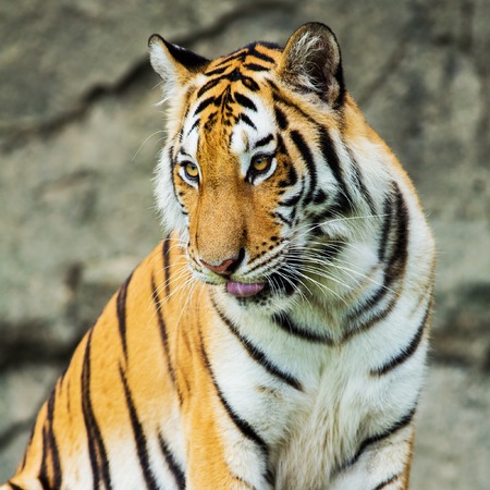 tigerの写真素材