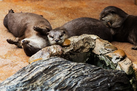 Smooth coated Otter - Lutrogale perspicillata - after a swim in ice water - Hyperactiveの写真素材