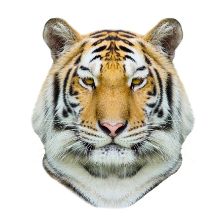 Tigerの写真素材
