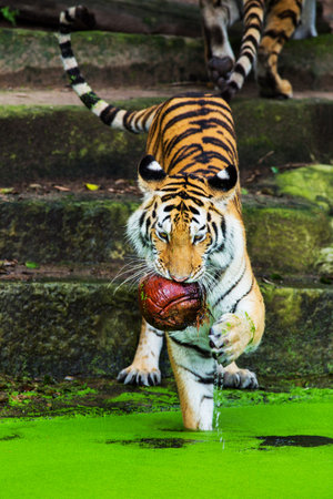 tiger