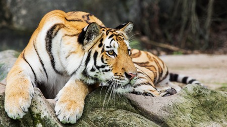 Tigerの写真素材