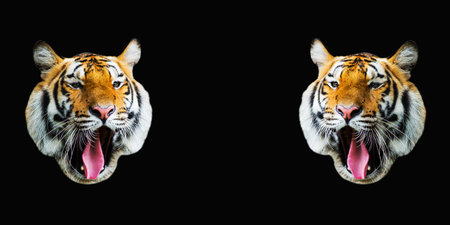 Tigerの写真素材