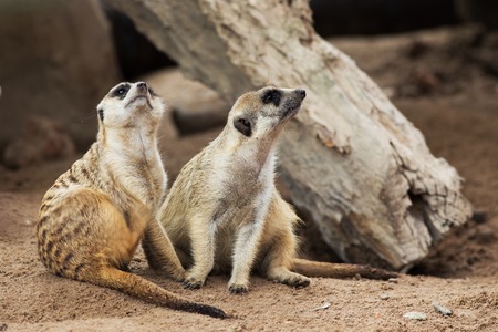 Meerkatの写真素材