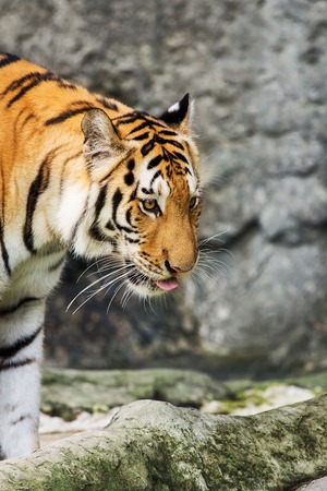 Tigerの写真素材