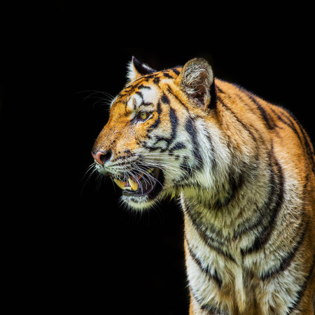 Bengal Tiger in the Thailand