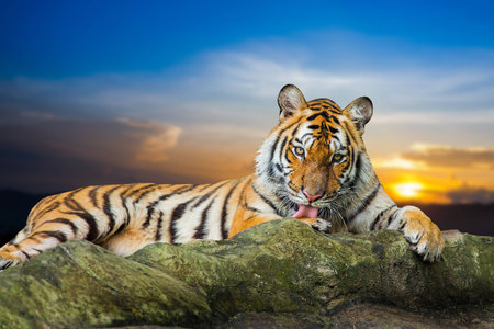 Tiger looking something on the rock with beautiful sky at sunset time