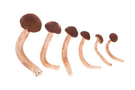 Several fresh shiitake mushrooms isolated on white backgroundの写真素材