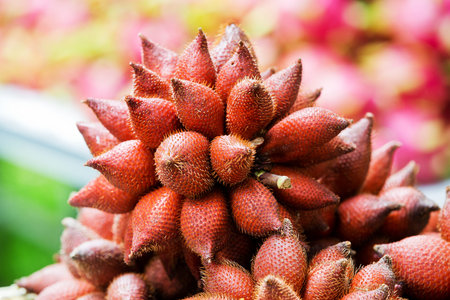 Zalacca tropical fruit in summer