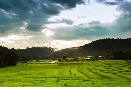 Paddy field in Thailand