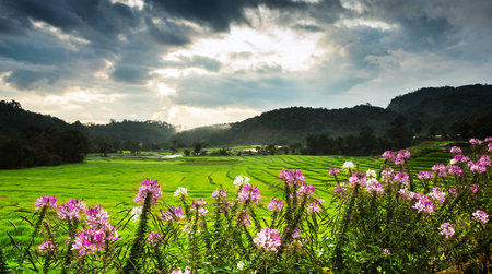 Paddy field in Thailandの写真素材