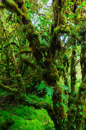 The integrity of the forest. Doi Inthanon National Park. Chiang Mai, Thailandの写真素材