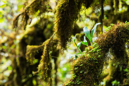 Beautiful Rain Forest (Doi Inthanon National Park), Thailandの写真素材