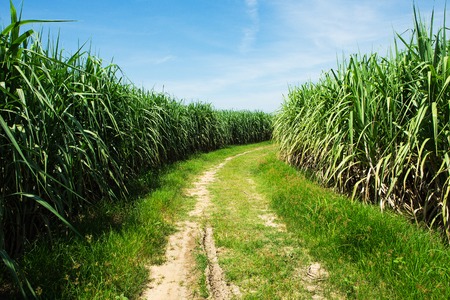 Sugarcane field and road with white cloud in Thailandの写真素材