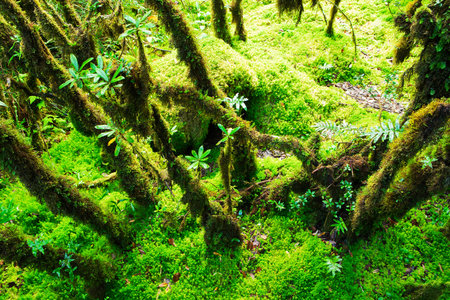 The integrity of the forest. Doi Inthanon National Park. Chiang Mai, Thailand