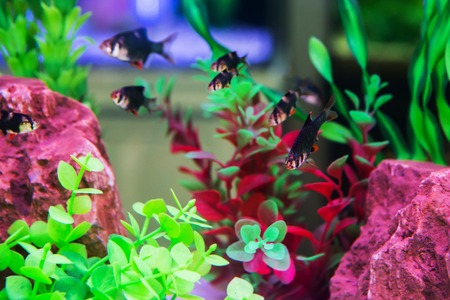fish in the aquariumの写真素材