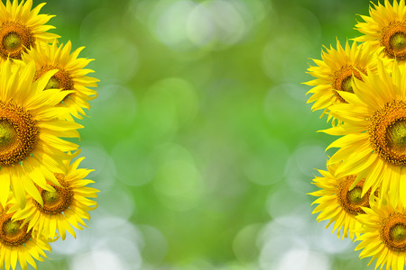 Sunflower Background for presentation/Sunflo wer Backgroundの写真素材