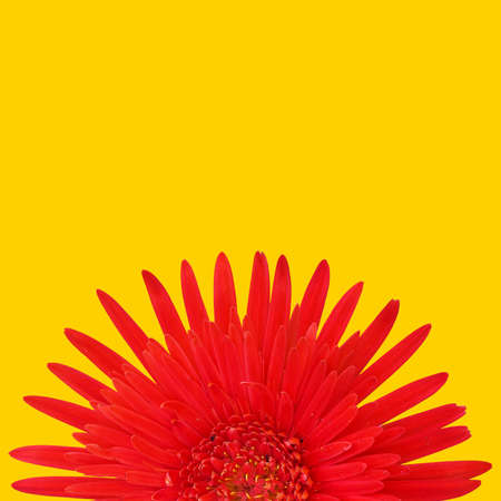Gerbera red on a yellow background.の写真素材