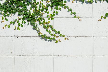 Ivy leaves the island on a brick wall white background.の写真素材