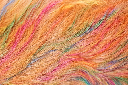 Dog Golden Hair coloring is beautiful.の写真素材