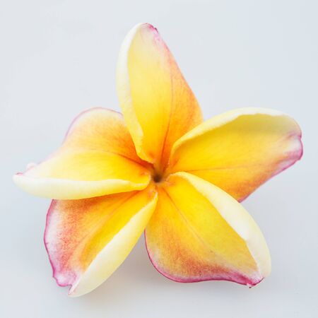 Beautiful Yellow plumeria isolated on white backgroundの写真素材
