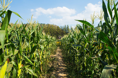 Corn field on a background of blue sky.