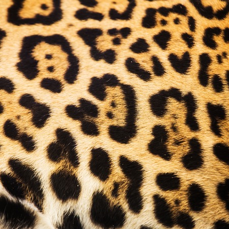 Close up leopard spot pattern texture backgroundの写真素材