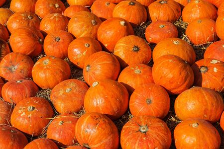 Japanese pumpkin orange and very old.の写真素材